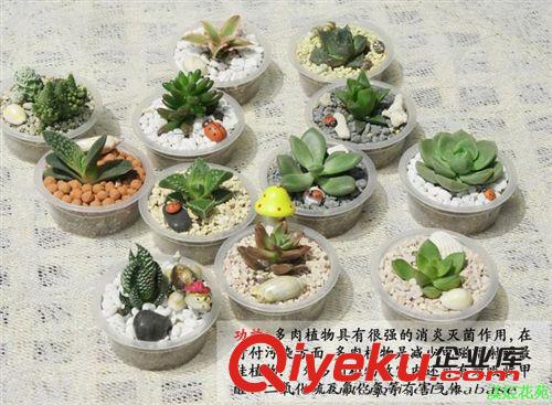 多肉植物【石蓮花/玉蝶】辦公室內(nèi)迷你盆栽 不帶盆發(fā)貨原始圖片3