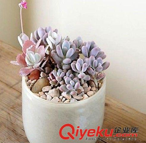 現貨 多肉植物【黑王子】防輻射桌面迷你盆栽 辦公室內創意植物