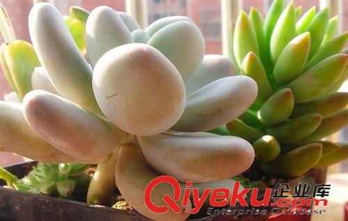 現(xiàn)貨供應(yīng)星美人 【桃美人】 仙人多肉植物 小迷你袖珍盆栽 防輻射原始圖片3