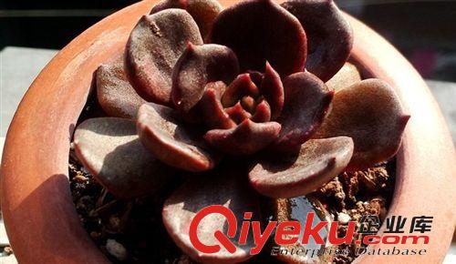 現貨 多肉植物【黑王子】防輻射桌面迷你盆栽 辦公室內創意植物原始圖片2