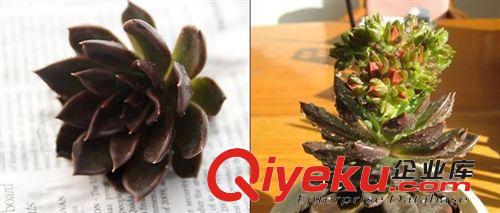 現貨 多肉植物【黑王子】防輻射桌面迷你盆栽 辦公室內創意植物原始圖片3