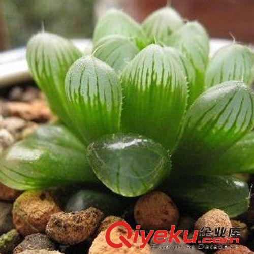 仙人類多肉類植物 【玉露】迷你植物迷你盆栽 防輻射不帶盆發貨