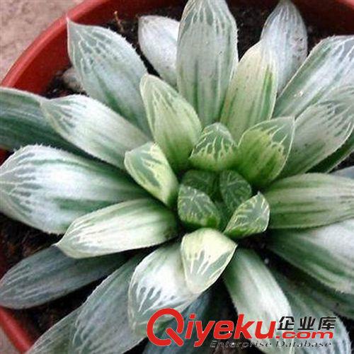 仙人類多肉類植物 【玉露】迷你植物迷你盆栽 防輻射不帶盆發貨原始圖片3