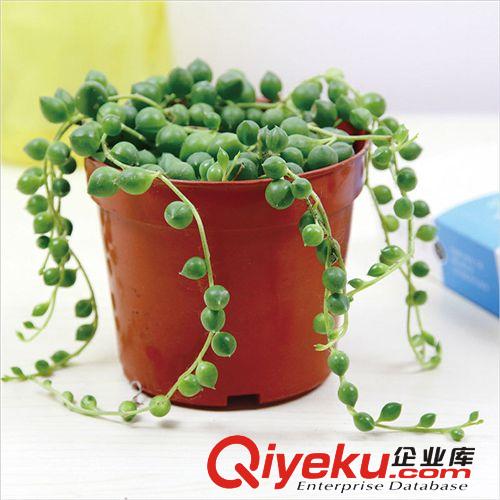 仙人類多肉類植物 【玉露】迷你植物迷你盆栽 防輻射不帶盆發貨