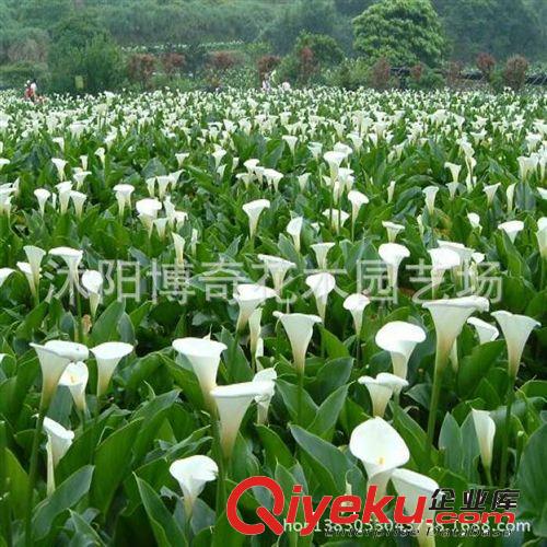 現(xiàn)貨供應(yīng) 馬蹄蓮種根【白天鵝】盆栽花卉凈化吸收甲醛 觀葉觀花原始圖片3