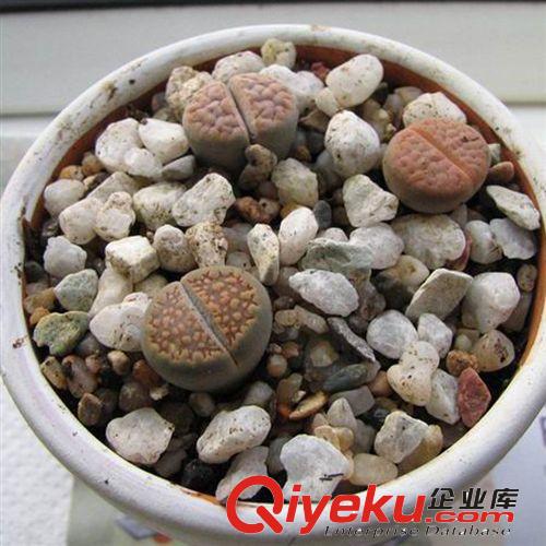 多肉植物進口植物 番杏科 【生石花】0.5CM大量批發進口多肉批發原始圖片2