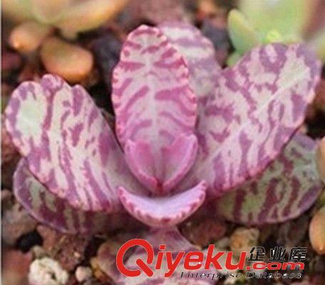 多肉植物進口植物 番杏科 【生石花】0.5CM大量批發進口多肉批發