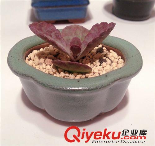 多肉植物【江戶子 江戶紫 玉蝴蝶 】辦公室內迷你盆栽 發貨無盆原始圖片2