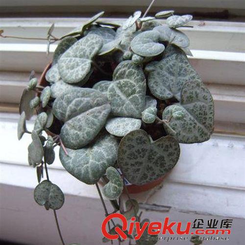 多肉植物【愛之曼】仙人類花卉 辦公室內迷你盆栽 不帶盆發貨原始圖片3