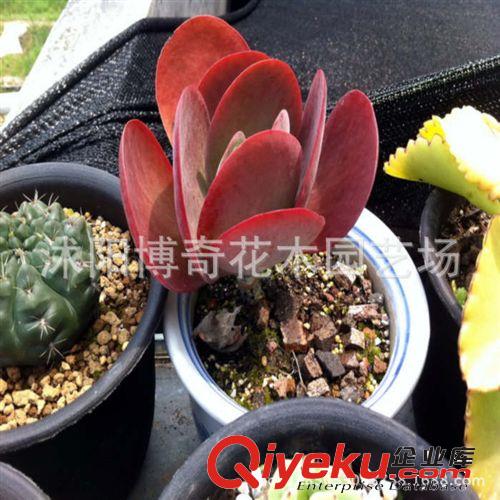 多肉植物批發【唐印】冬天紅葉辦公室內迷你小盆栽 不帶盆發貨原始圖片2