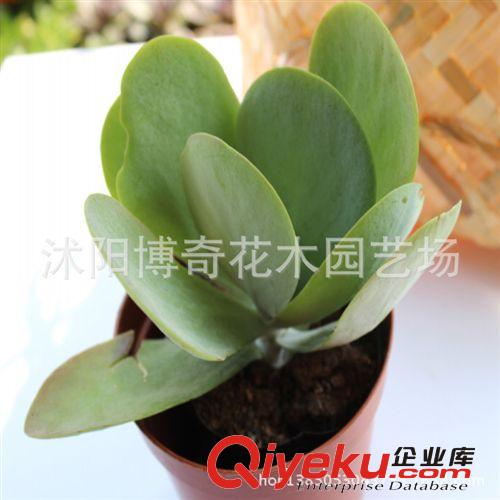 多肉植物批發【唐印】冬天紅葉辦公室內迷你小盆栽 不帶盆發貨原始圖片3