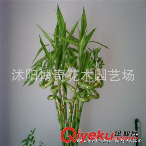 tj 富貴竹批發 水培竹 開運竹 轉運竹 水培植物盆栽竹子盆景原始圖片2