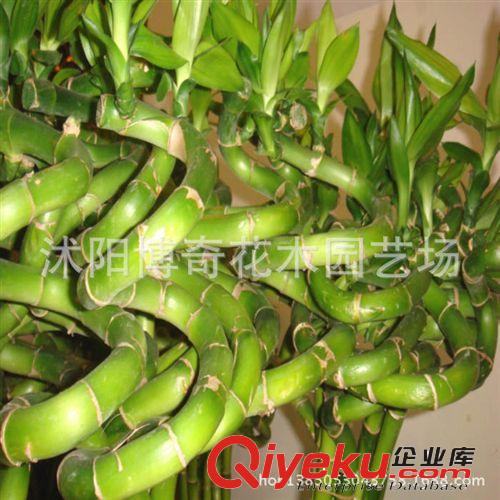 tj 富貴竹批發 水培竹 開運竹 轉運竹 水培植物盆栽竹子盆景原始圖片3