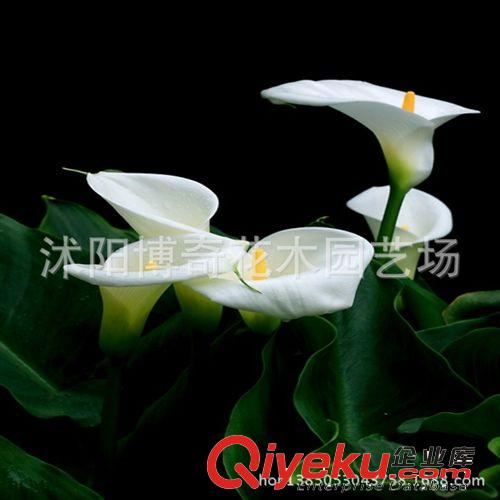 現貨供應 馬蹄蓮種根【白天鵝】盆栽花卉凈化吸收甲醛 觀葉觀花原始圖片2