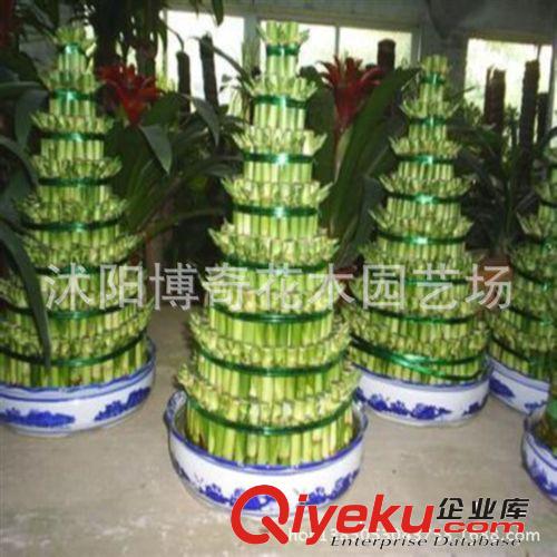 迷你水培【富貴竹】竹塔辦公室內盆裁綠植創意觀葉植物三五八層原始圖片2