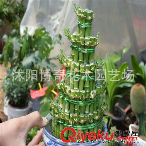迷你水培【富貴竹】竹塔辦公室內盆裁綠植創意觀葉植物三五八層原始圖片3