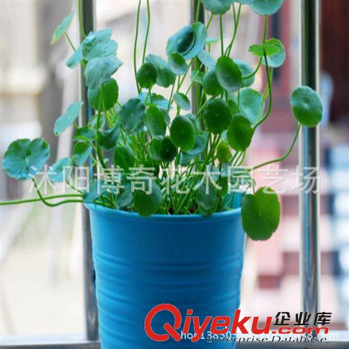 綠色植物水培植盆栽室內(nèi)花卉客廳甲醛茶幾銅錢夏季草綠吸創(chuàng)意迷你原始圖片2