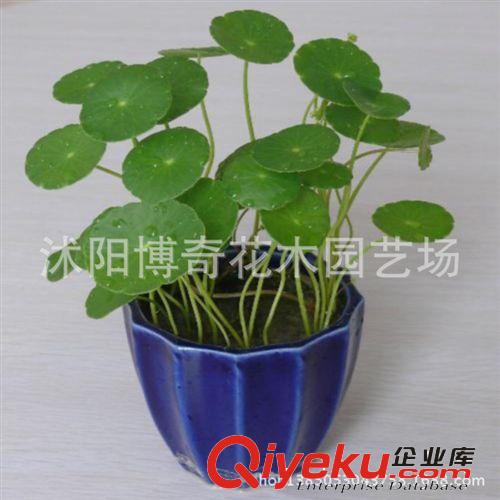 綠色植物水培植盆栽室內(nèi)花卉客廳甲醛茶幾銅錢夏季草綠吸創(chuàng)意迷你原始圖片3