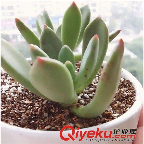 現(xiàn)貨供應(yīng) 多肉植物【墨發(fā)師】辦公室內(nèi)迷你盆栽 發(fā)貨無盆 易成活