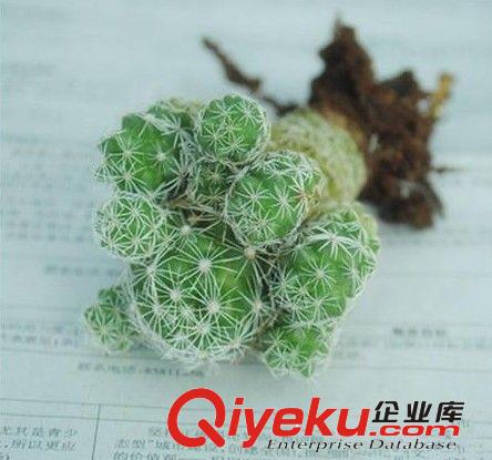 多肉植物【白鳥】辦公室內迷你盆栽 不帶盆發貨 易成活 當年開花原始圖片2