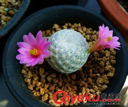 多肉植物【白鳥】辦公室內迷你盆栽 不帶盆發貨 易成活 當年開花原始圖片3