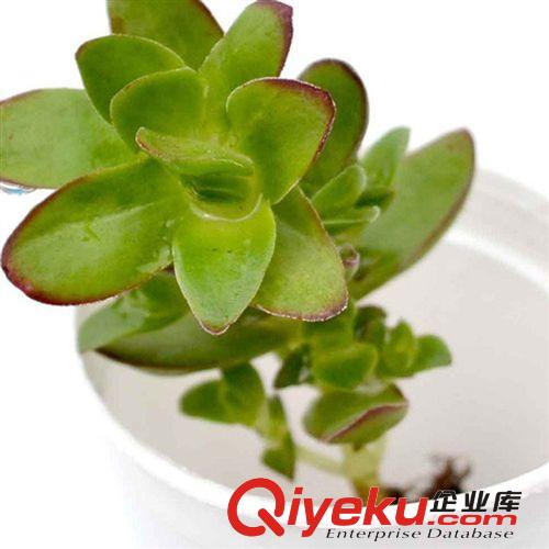 現(xiàn)貨 多肉植物【虹之玉】防輻射 辦公室 室內(nèi)花卉 綠植 植物 盆栽
