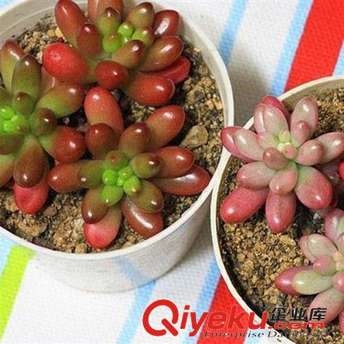 現(xiàn)貨 多肉植物【虹之玉】防輻射 辦公室 室內(nèi)花卉 綠植 植物 盆栽原始圖片2