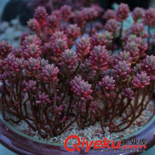 現(xiàn)貨 多肉植物【虹之玉】防輻射 辦公室 室內(nèi)花卉 綠植 植物 盆栽原始圖片3