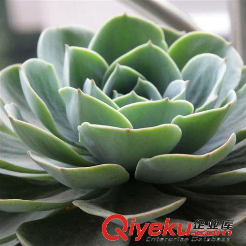 【觀音蓮】景天科多肉植物 觀音相伴您左右 所有煩惱一掃光易栽培原始圖片2