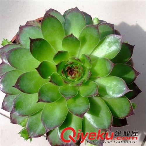 【觀音蓮】景天科多肉植物 觀音相伴您左右 所有煩惱一掃光易栽培原始圖片3