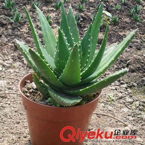 批發(fā)供應(yīng)迷你盆栽植物 不夜城蘆薈 美容護膚 室內(nèi)盆栽 發(fā)貨無盆