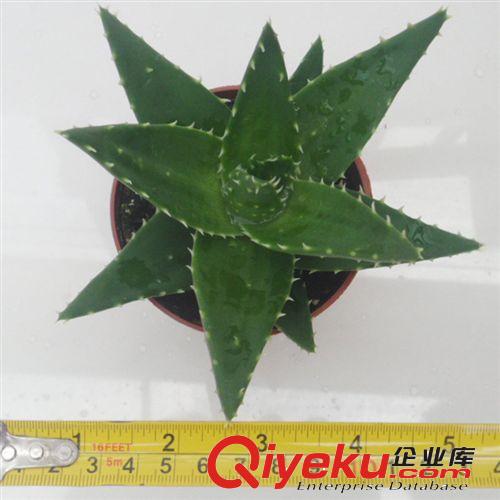 批發(fā)供應(yīng)迷你盆栽植物 不夜城蘆薈 美容護膚 室內(nèi)盆栽 發(fā)貨無盆原始圖片3