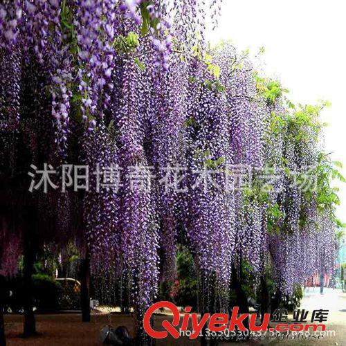 批發(fā)供應(yīng)迷你盆栽植物 不夜城蘆薈 美容護膚 室內(nèi)盆栽 發(fā)貨無盆
