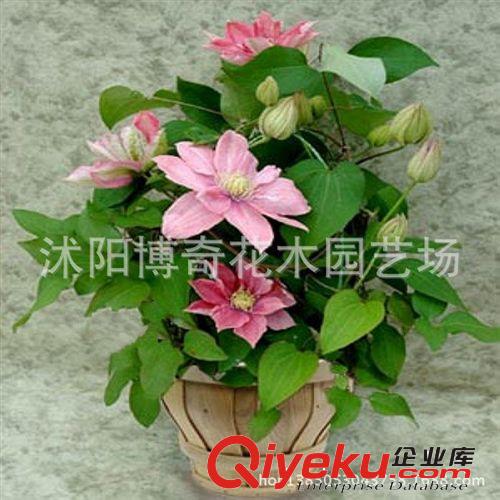 爬藤綠植植物 攀援花卉 鐵線(xiàn)蓮2年苗種根 多品種選擇 買(mǎi)二送一原始圖片2