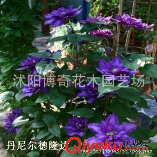 爬藤綠植植物 攀援花卉 鐵線(xiàn)蓮2年苗種根 多品種選擇 買(mǎi)二送一原始圖片3