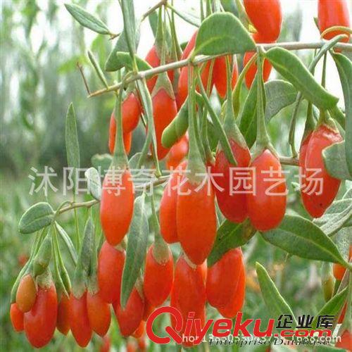直銷美國凌霄樹苗 庭院別墅攀巖綠化苗木 藤本凌霄 爬藤植物凌霄
