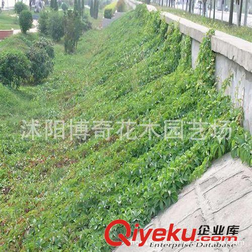 攀援植物 美國(guó)地錦 五葉地錦 爬山虎 爬藤植物 耐寒耐旱爬墻高手原始圖片3