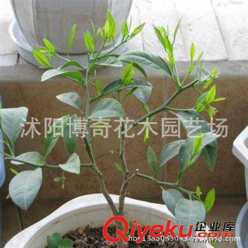 攀援植物 美國(guó)地錦 五葉地錦 爬山虎 爬藤植物 耐寒耐旱爬墻高手