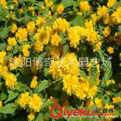 基地供應(yīng)貼梗海棠/規(guī)格全/貨源足/成活率高/綠化苗木批發(fā)
