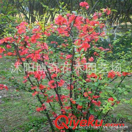 供應園林綠化苗木 火棘 火棘球 灌木花卉 花卉基地