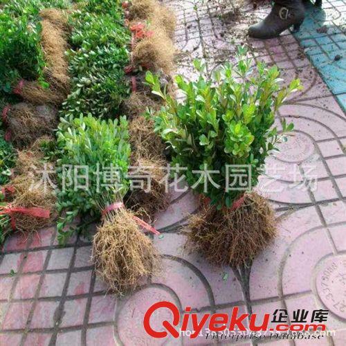 供應園林綠化苗木 火棘 火棘球 灌木花卉 花卉基地