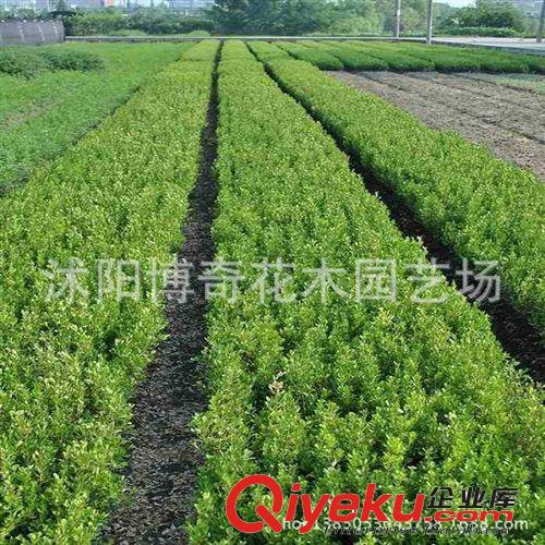 批發綠化工程苗木 黃楊樹苗 瓜子黃楊 小葉黃楊小苗 庭院植物原始圖片2