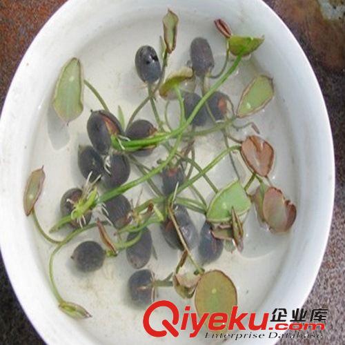 批發(fā)銷售 盆栽郁金香種球 種球大 價(jià)格低 易開花盆栽花卉盆栽花卉