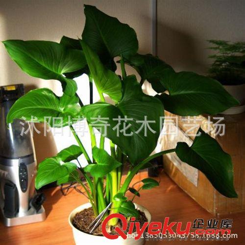 現貨供應 馬蹄蓮種根【白天鵝】盆栽花卉凈化吸收甲醛 盆栽花卉