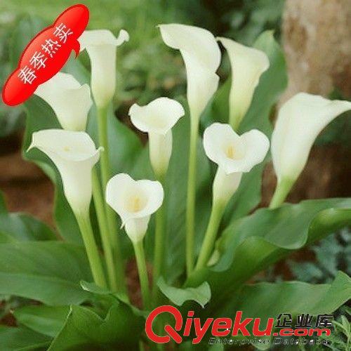 現貨供應 馬蹄蓮種根【白天鵝】盆栽花卉凈化吸收甲醛 盆栽花卉