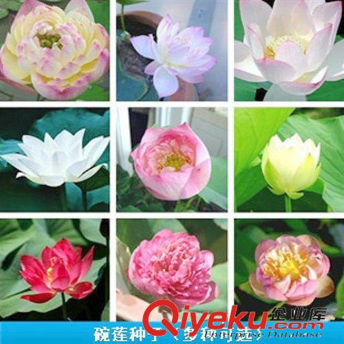 現貨供應 馬蹄蓮種根【白天鵝】盆栽花卉凈化吸收甲醛 盆栽花卉