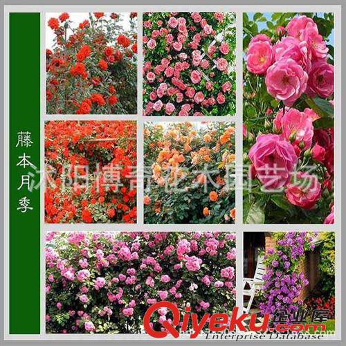 【龍沙寶石】多花薔薇花苗爬藤攀援 藤本月季玫瑰苗 地栽盆栽植物
