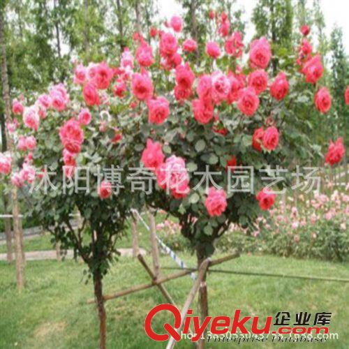 現貨供應 精品樹狀月季苗 庭院別墅美化高桿月季 當年開花