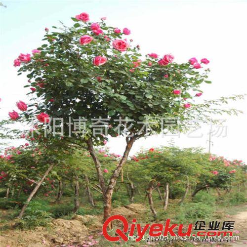 現貨供應 精品樹狀月季苗 庭院別墅美化高桿月季 當年開花