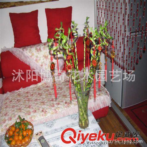 tj 富貴竹批發(fā) 水培竹 開運竹 轉(zhuǎn)運竹 水培植物盆栽竹子盆景